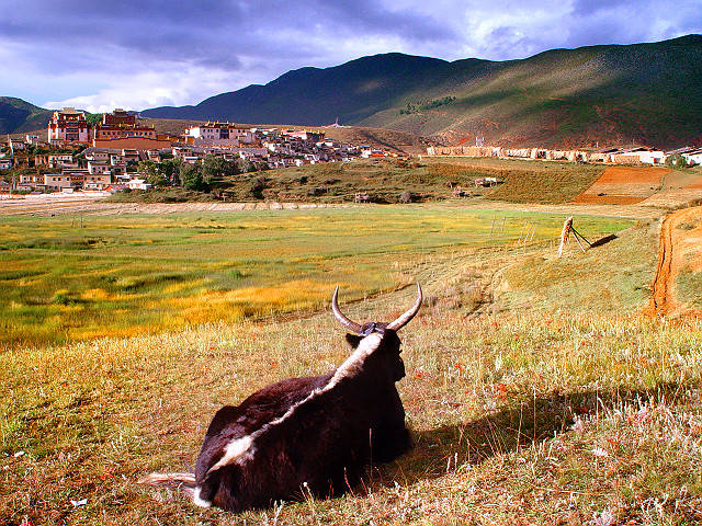 Yak