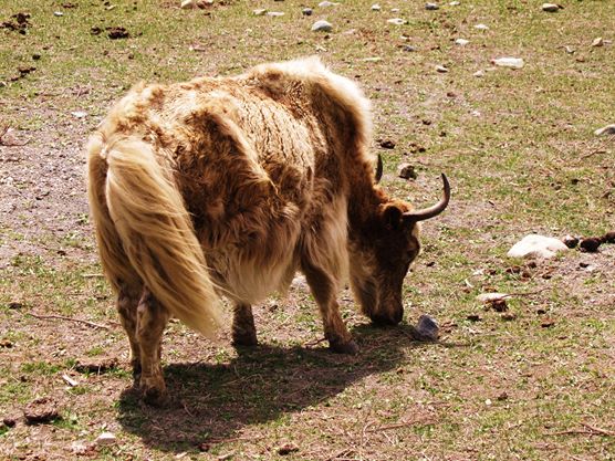 Yak