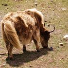 Yak