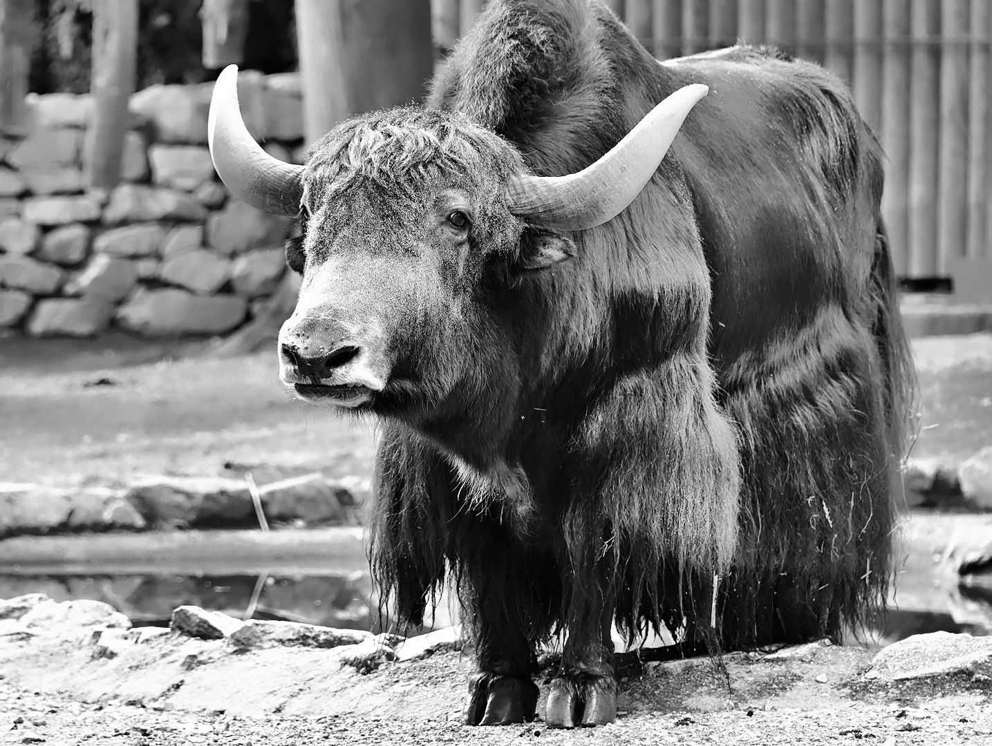 Yak