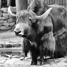 Yak