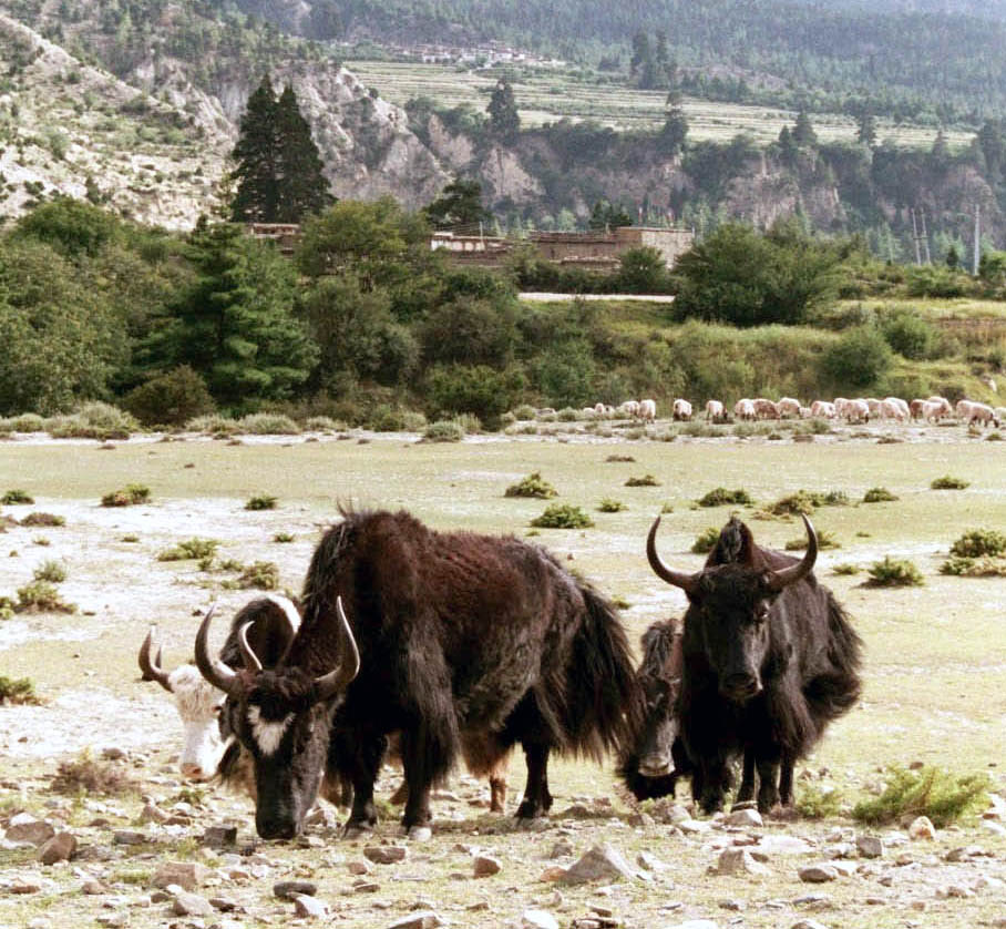 Yak