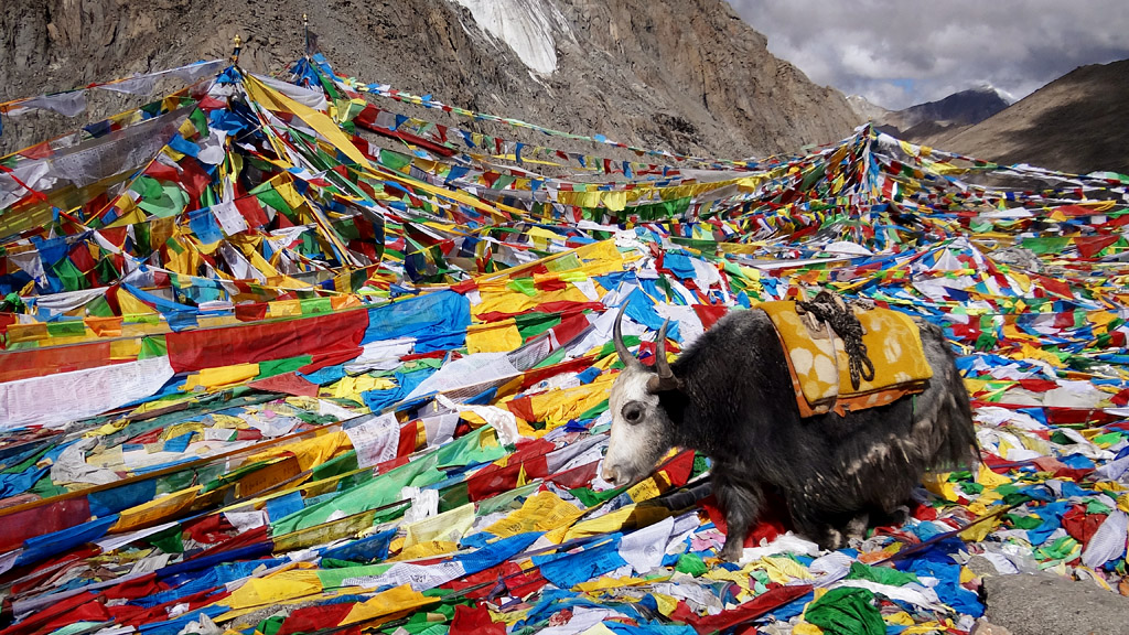 Yak am Kailash / Tibet