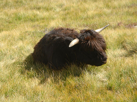 Yak auf der Villanderer Alm