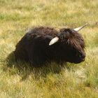 Yak auf der Villanderer Alm