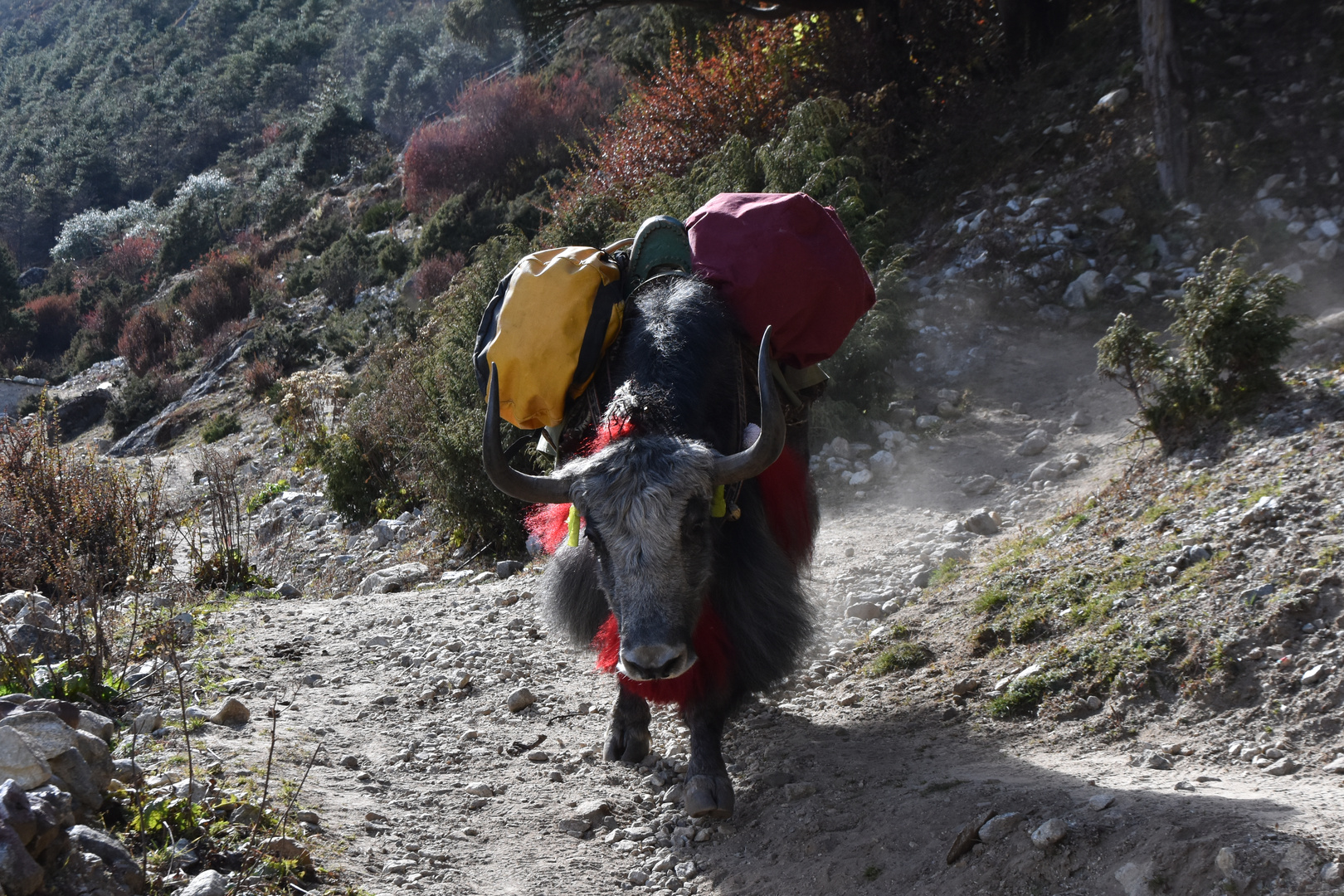 Yak