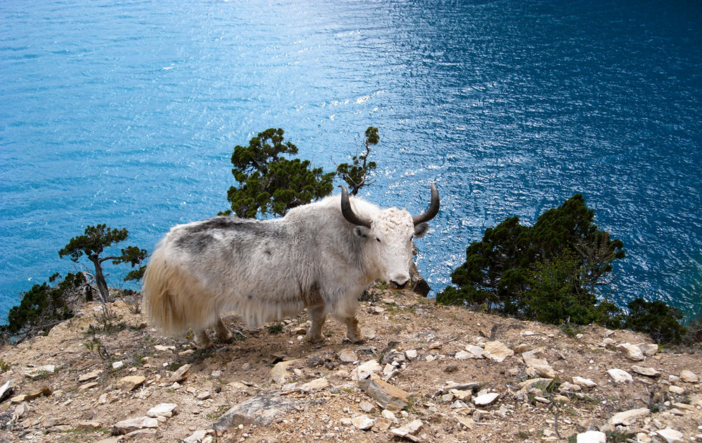 Yak bianco