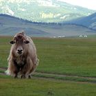 Yak