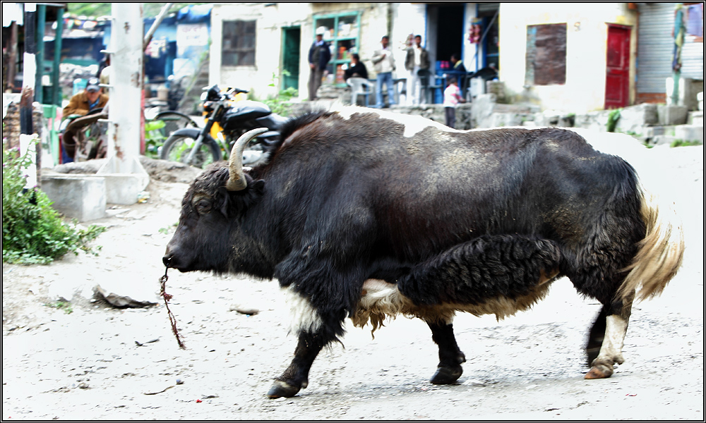 Yak