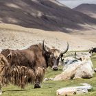 Yak