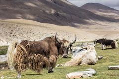 Yak