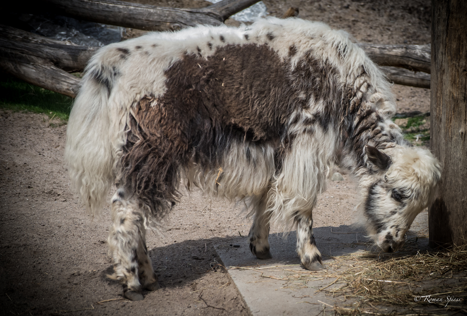 Yak