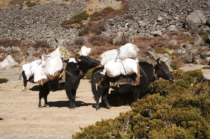 Yak füttert Yak