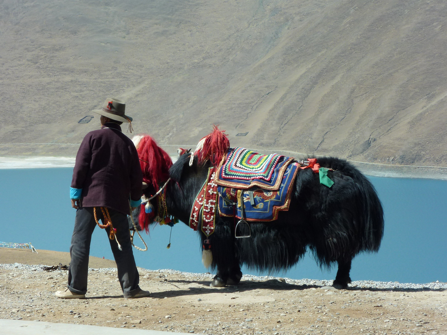 Yak, Heiliger See, Tibet