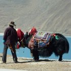 Yak, Heiliger See, Tibet