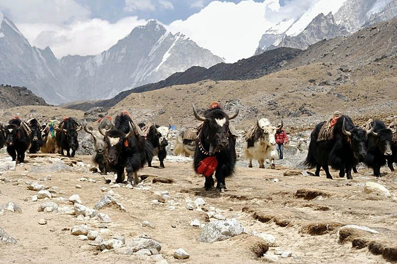 Yak-Herde auf dem Rückweg vom Everest-Bascamp