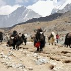 Yak-Herde auf dem Rückweg vom Everest-Bascamp