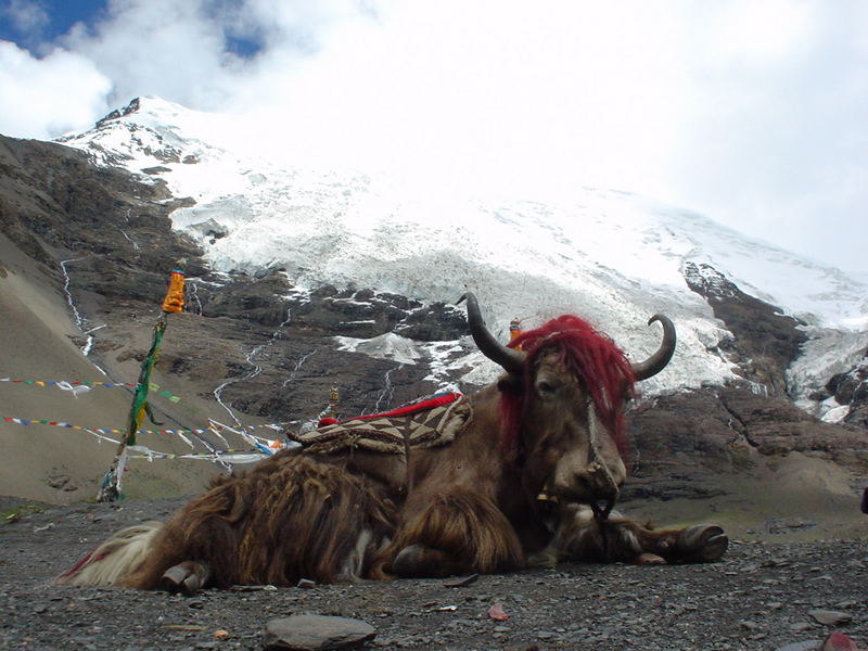 Yak im Kostüm