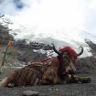 Yak im Kostüm