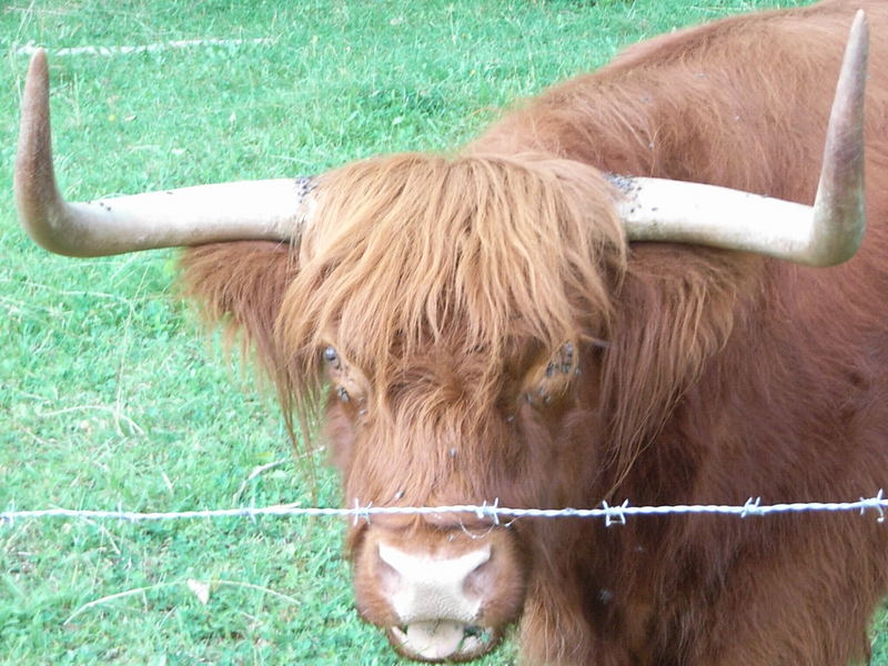 Yak in Natur