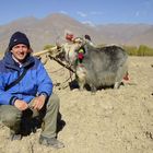 Yak in Tibet