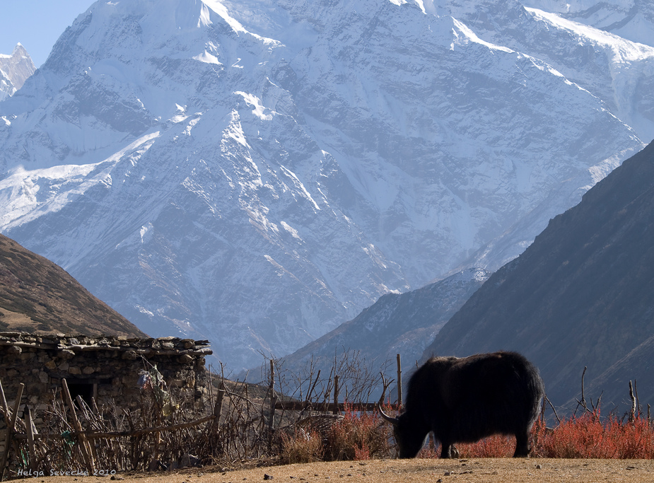 Yak in Yak Kharka (4018m)