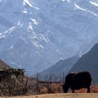 Yak in Yak Kharka (4018m)