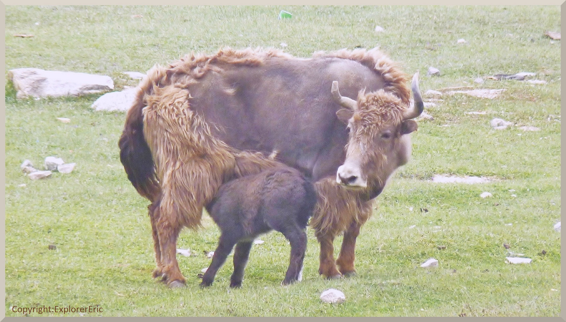 Yak-Kuh mit Kalb.................