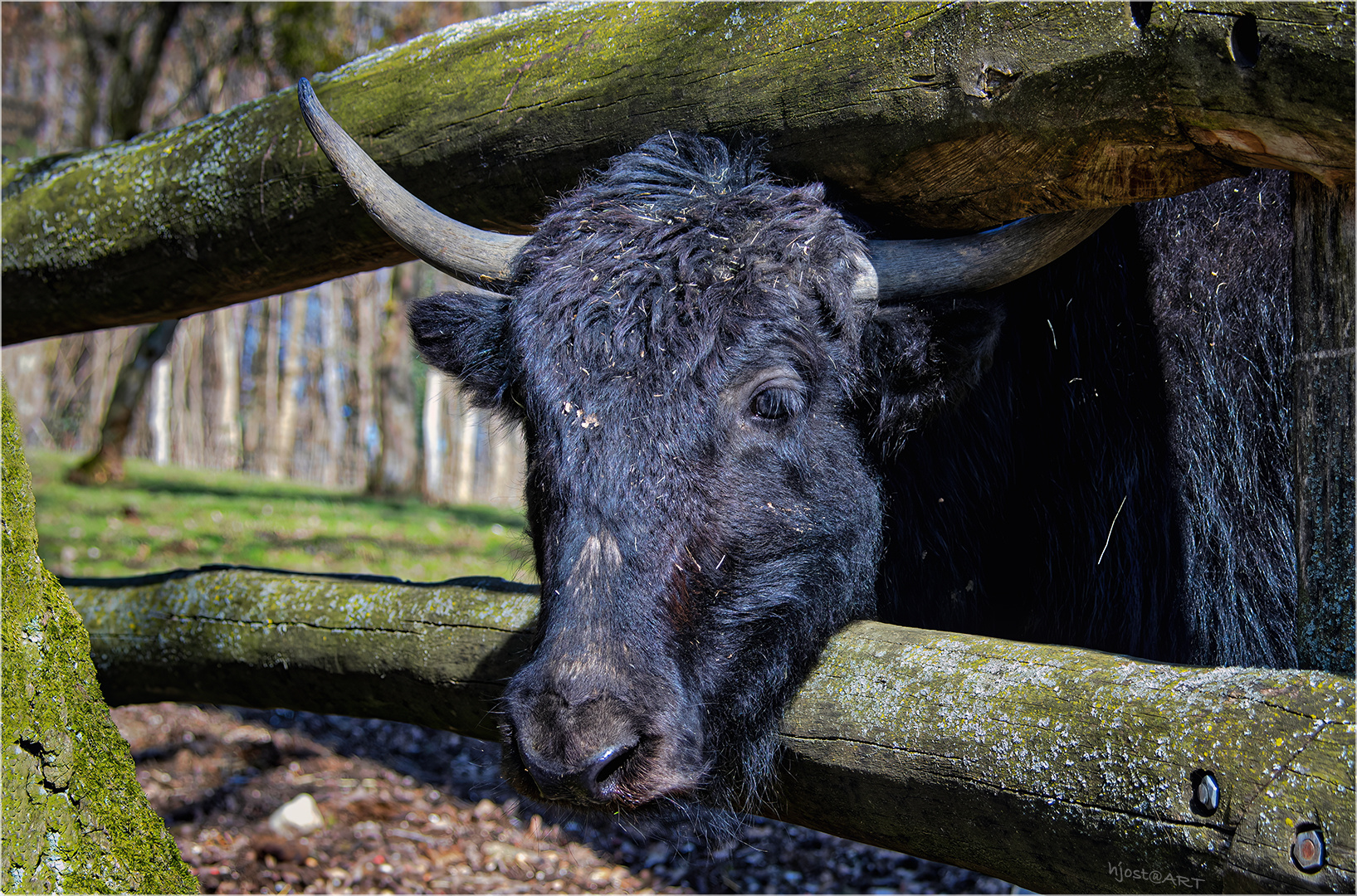 Yak mit Durchblick ...