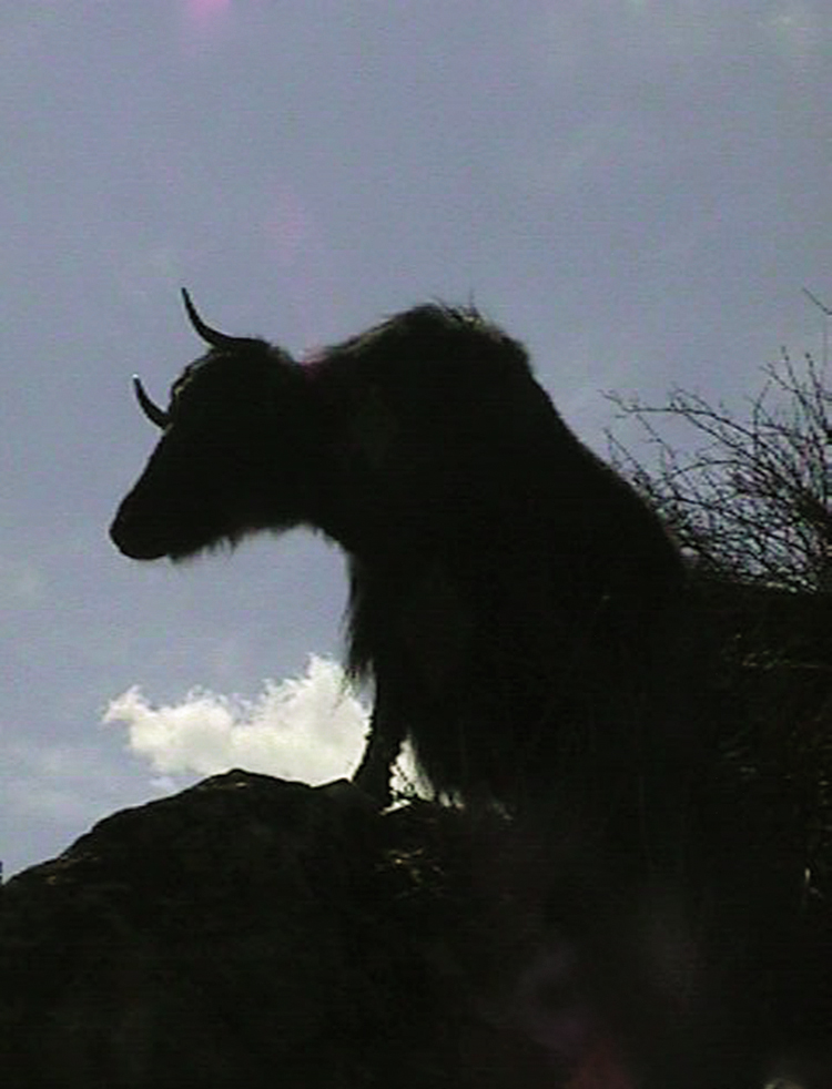 Yak silhouette