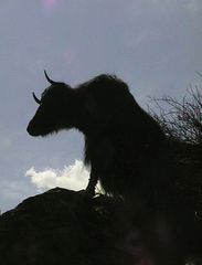 Yak silhouette