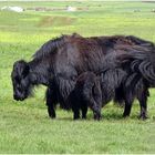 Yak und Yäkchen