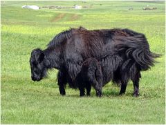 Yak und Yäkchen