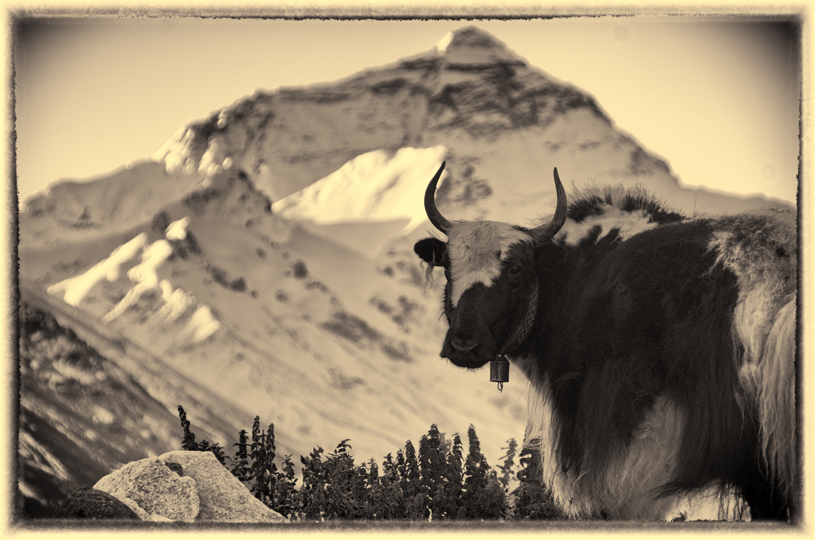 Yak vor dem Mount Everest