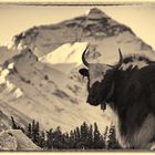 Yak vor dem Mount Everest