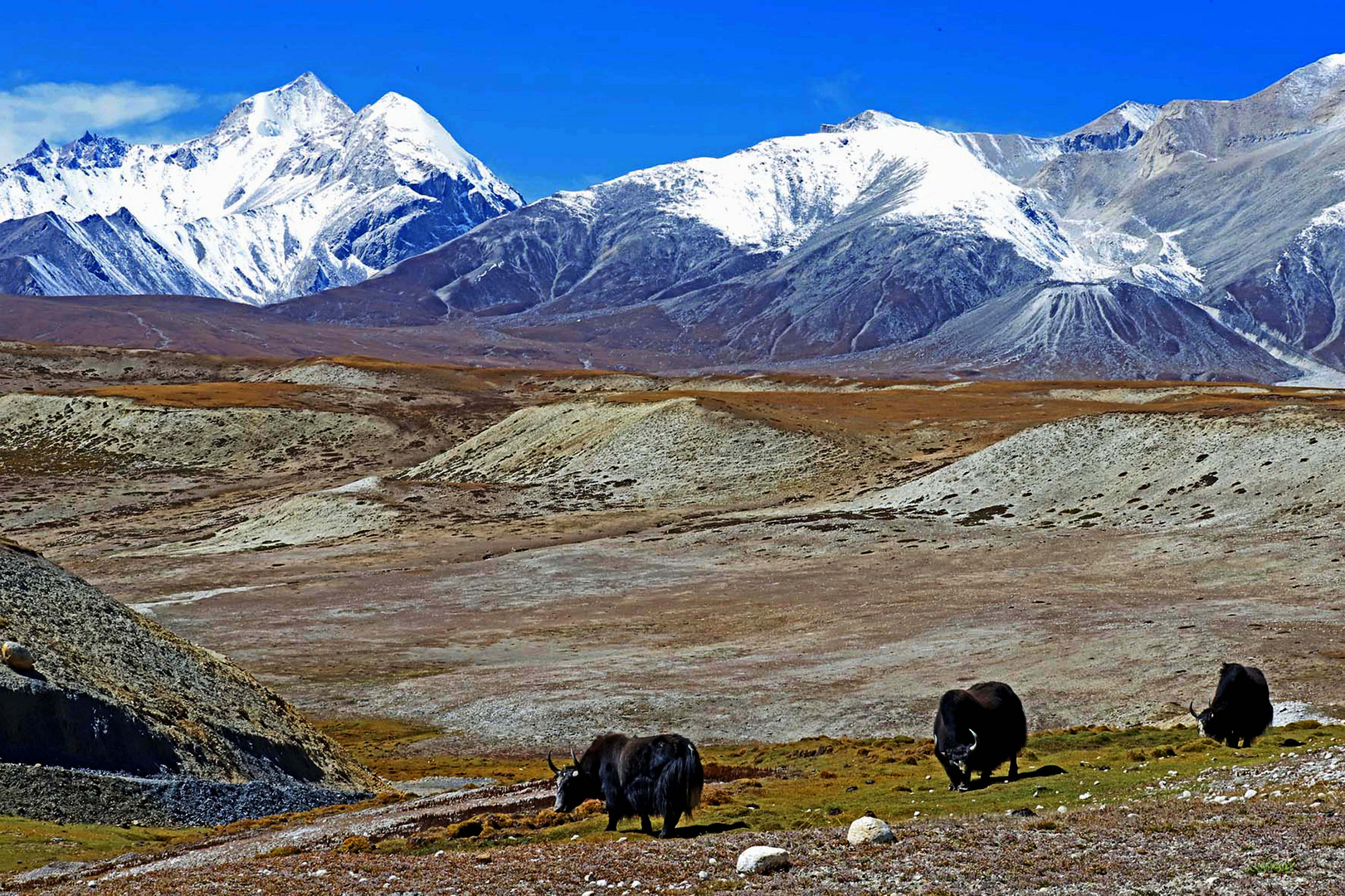 Yakherde vor der Mustang Range, Upper Mustang, Nepal