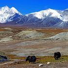 Yakherde vor der Mustang Range, Upper Mustang, Nepal