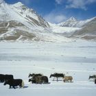 Yaks