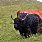 Yaks