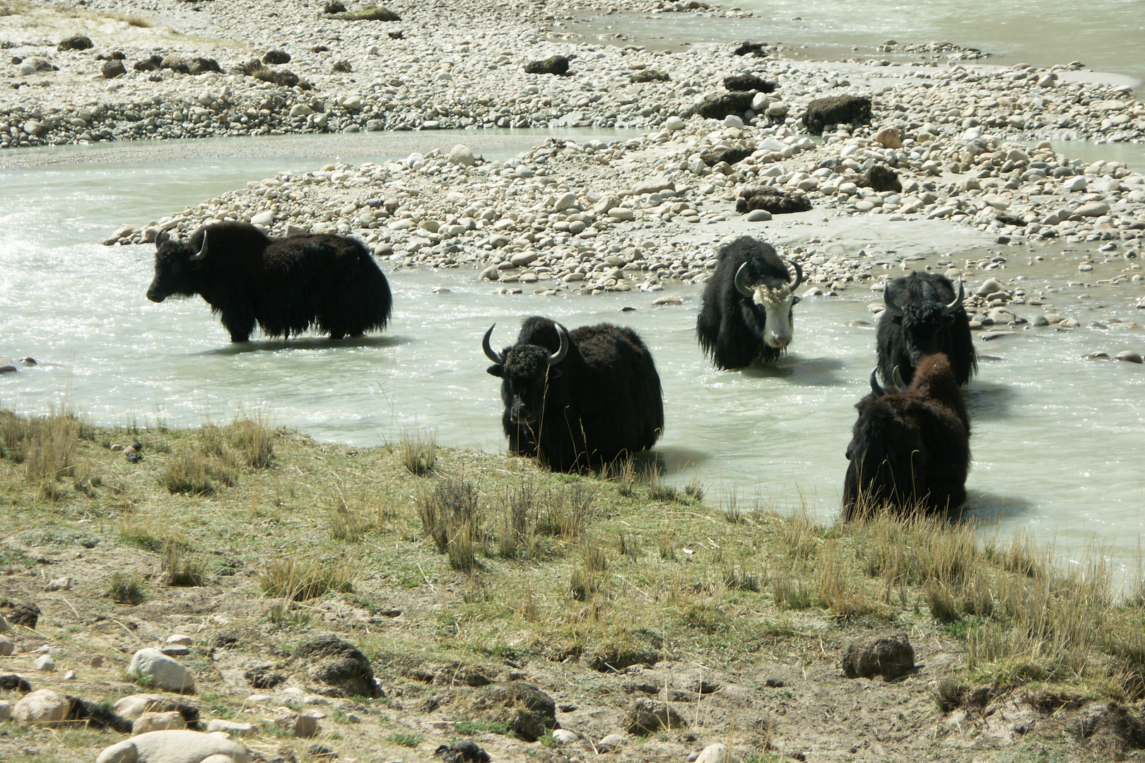 Yaks