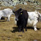 Yaks