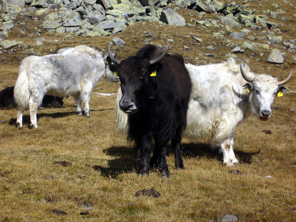 Yaks