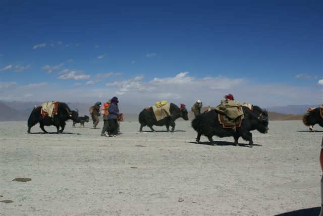 Yaks auf dem Heimweg in 4770 m Höhe