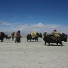 Yaks auf dem Heimweg in 4770 m Höhe