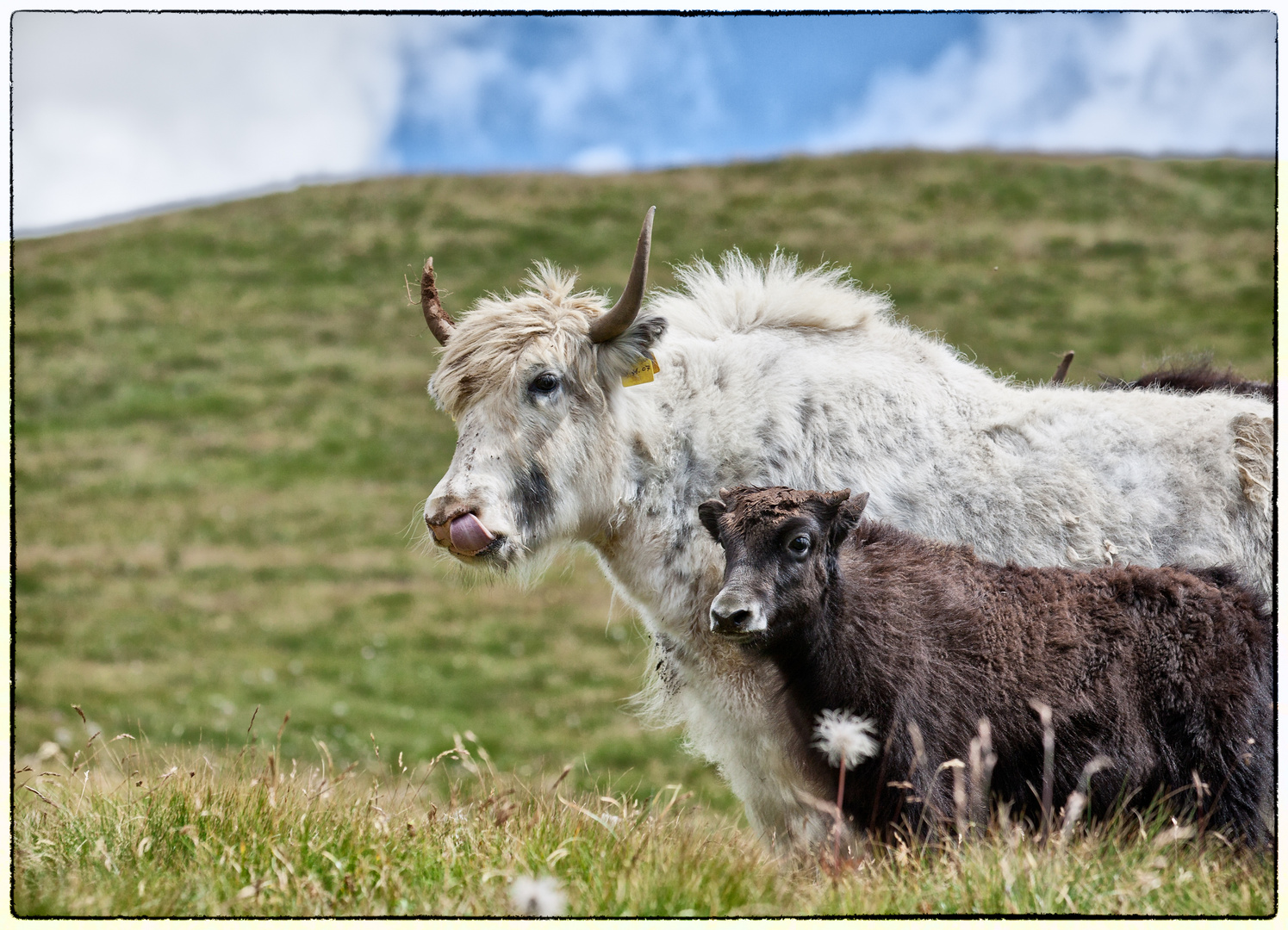 Yaks, auf der Alm