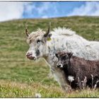 Yaks, auf der Alm