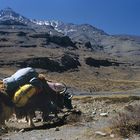 Yaks carrying the pilgrims goods