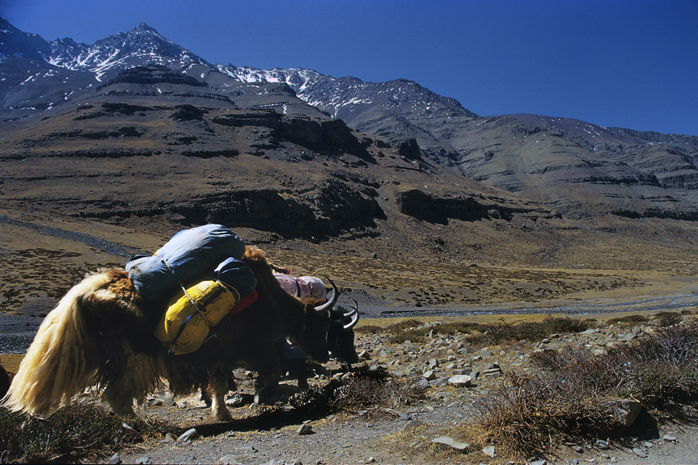 Yaks carrying the pilgrims goods