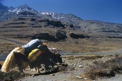 Yaks carrying the pilgrims goods