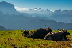 Yak's